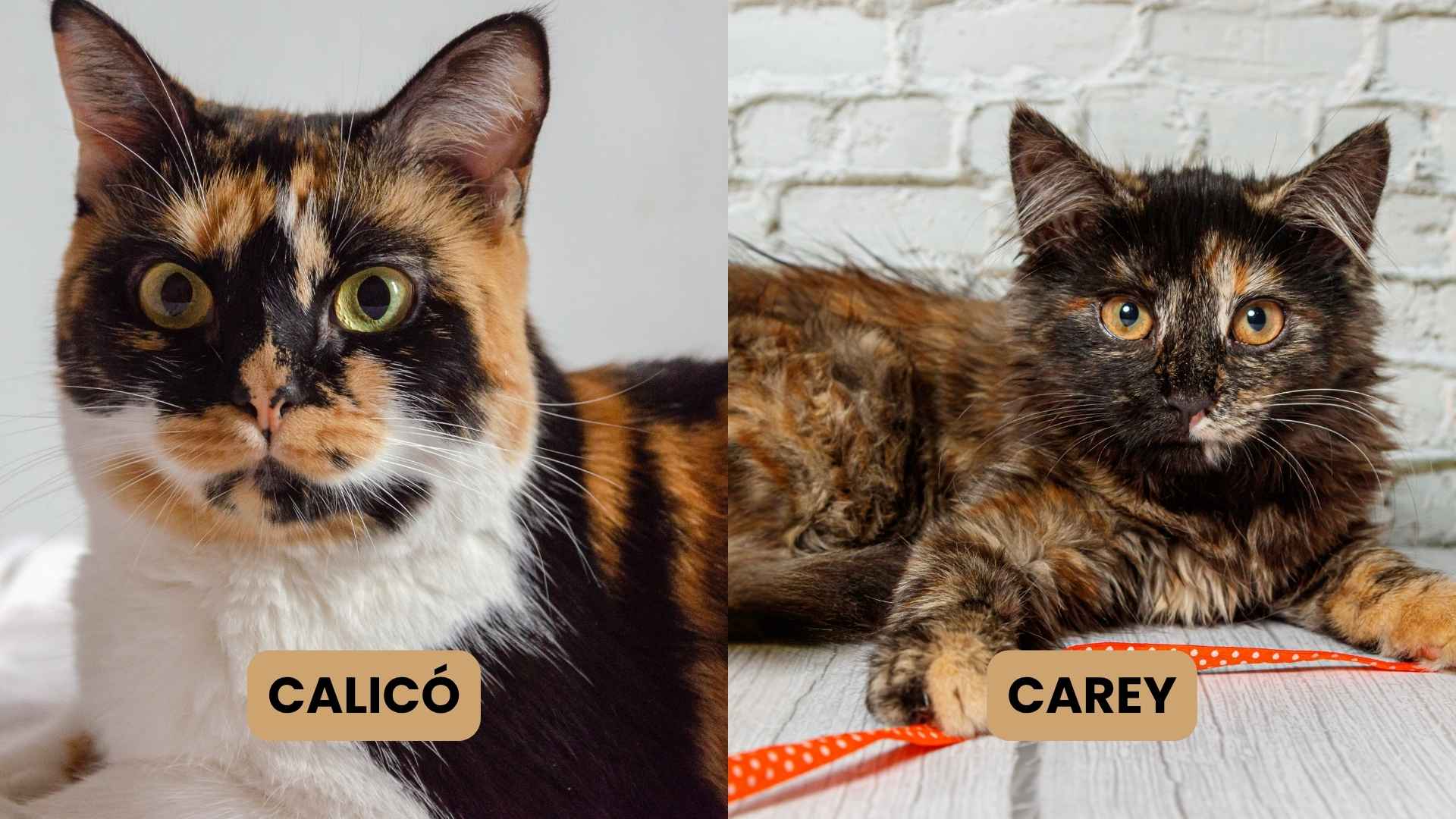carey vs calico